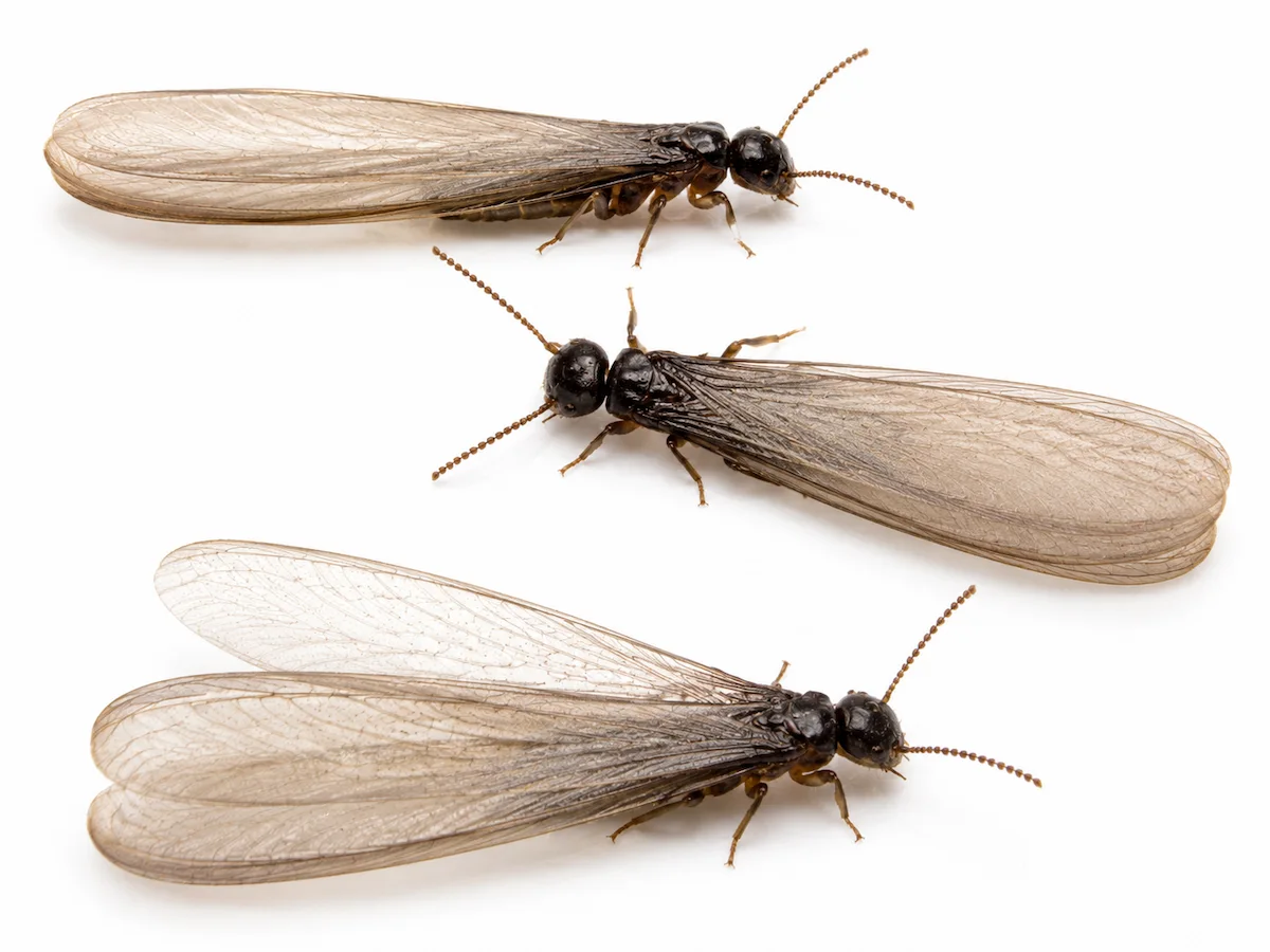 Tres termitas aladas Reticulitermes con cuatro alas iguales sobre fondo blanco