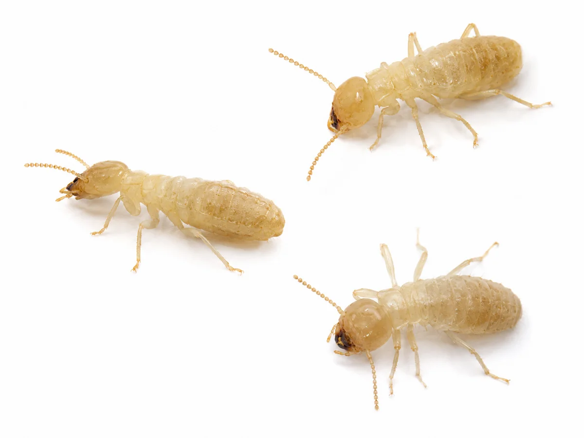 Tres termitas obreras Reticulitermes sobre fondo blanco de laboratorio