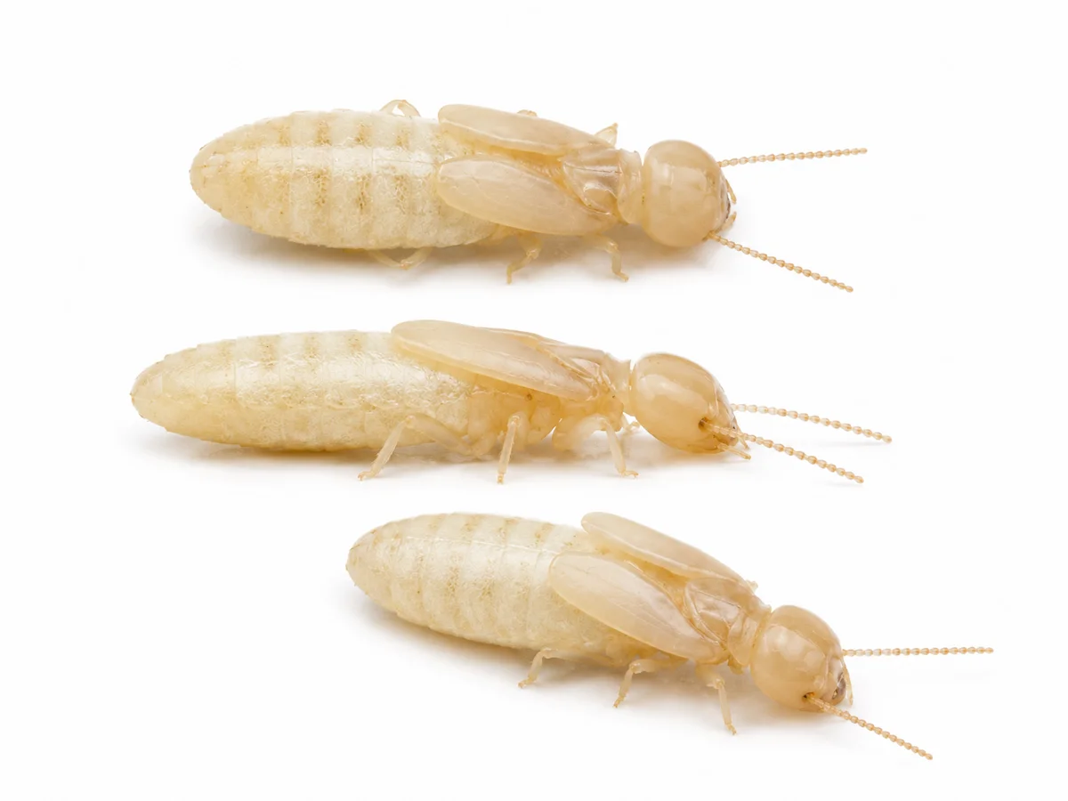 Tres reproductoras secundarias Reticulitermes sin alas sobre fondo blanco de laboratorio